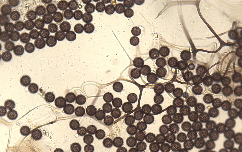 Diacheopsis metallica